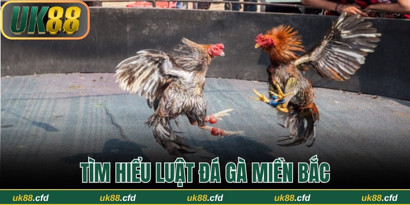 Tất Tần Tật Về Luật Đá Gà Miền Bắc Và Cách Thức Tổ Chức